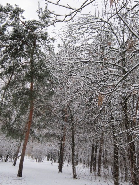 Деревья зимой - Дмитрий Никитин