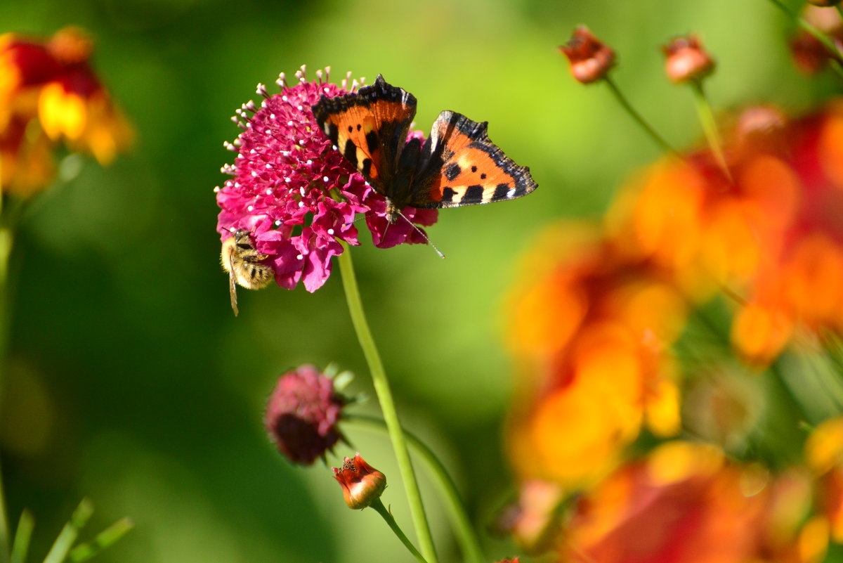 Трудяжки: пчелка и бабочка - Евгения Балаганская
