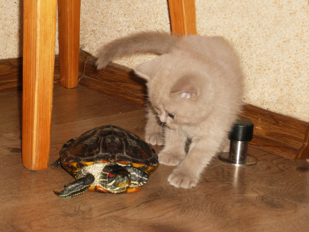 Котик Ясон и черепах Винтик - Galina Belugina