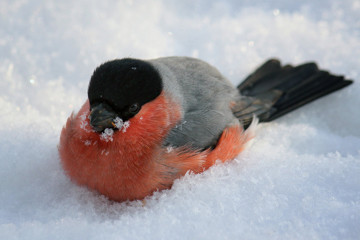 Ворона в снегу купается — к тёплой погоде: народные приметы на 16 марта
