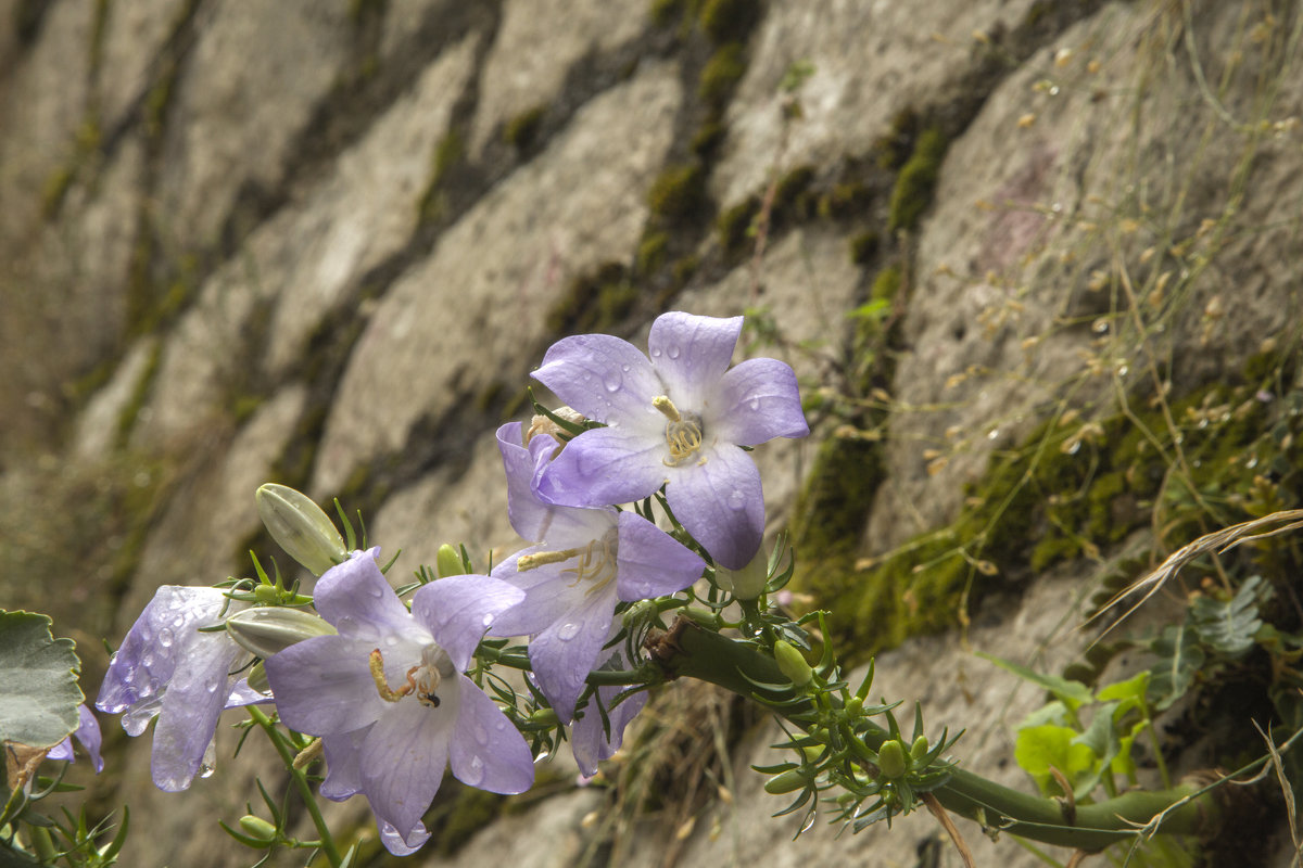На крепостной стене цветут цветы необычайной красоты - Gennadiy Karasev