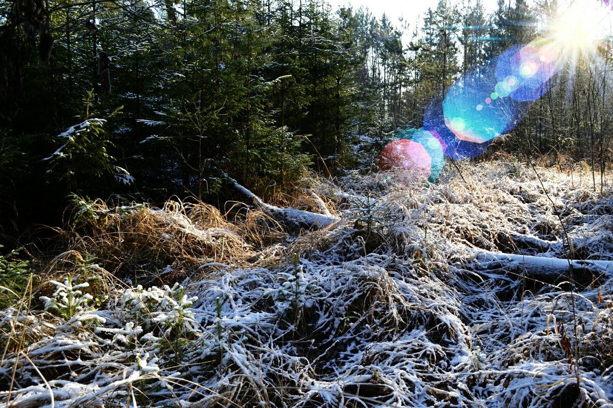 Морозным утром в лесу - Милешкин Владимир Алексеевич 