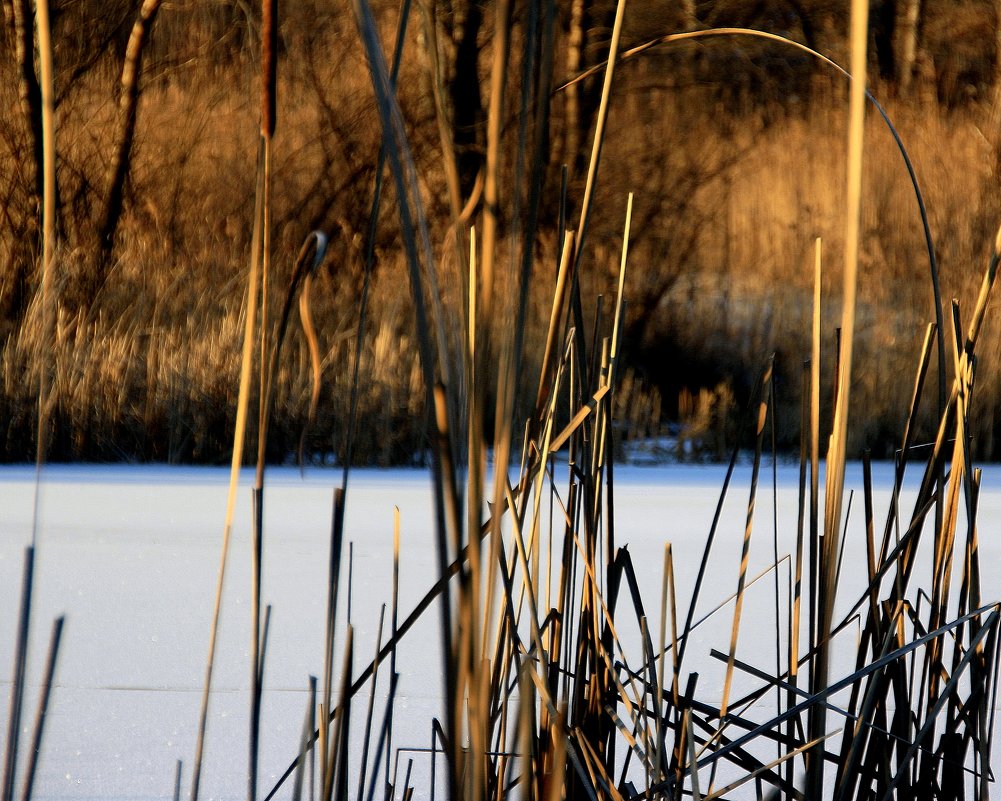 Лёд  на пруду...  а  травы  осенние.... - Валерия  Полещикова 