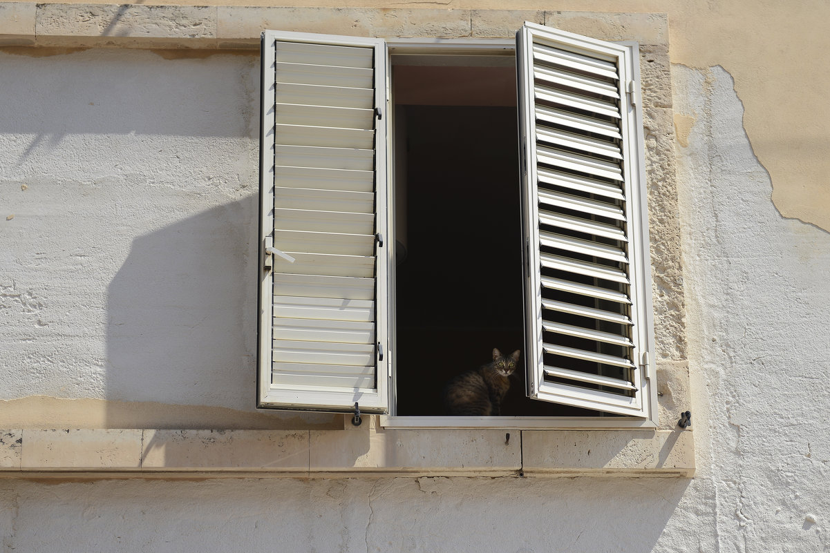 Кот в окне - Ира Балкина