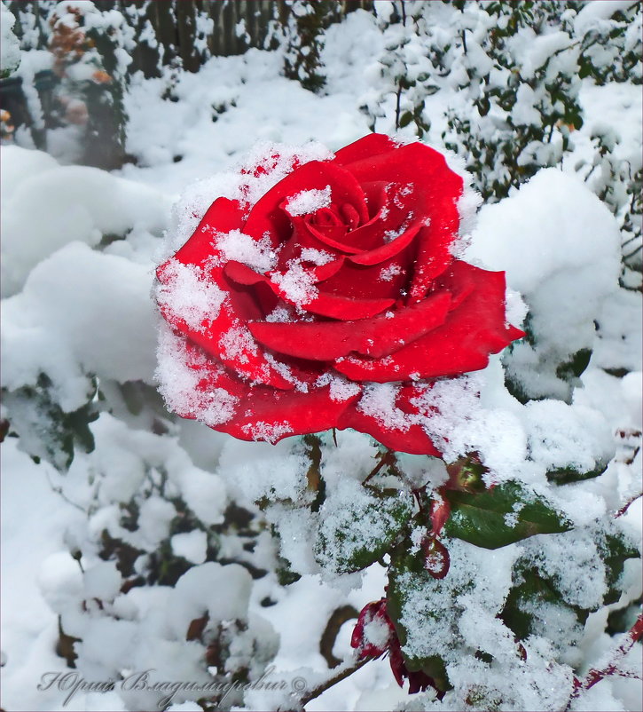 В саду родилась розочка, в снегу она росла.... - Юрий Владимирович