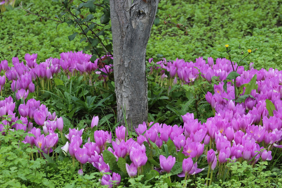 Безвременник Pleniflorum