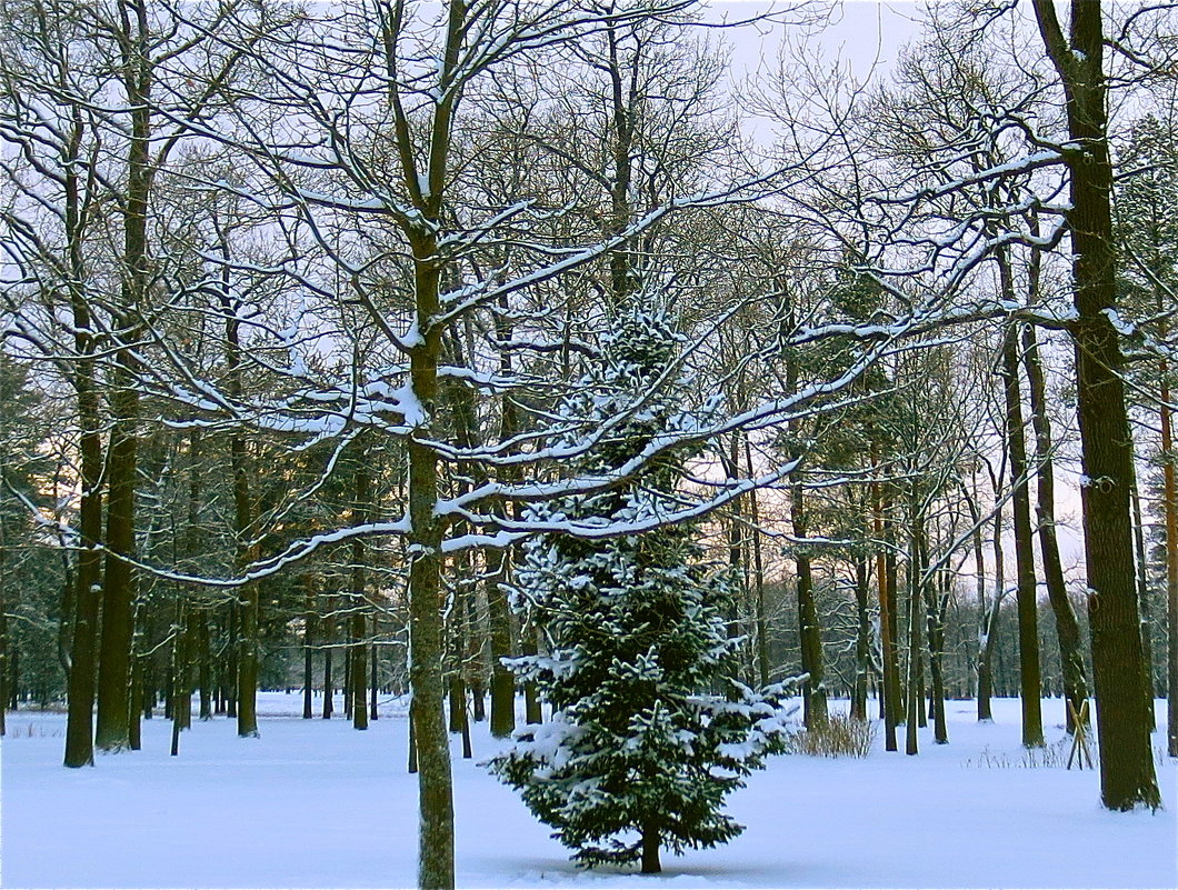 ёлочка в естественной среде - Елена 