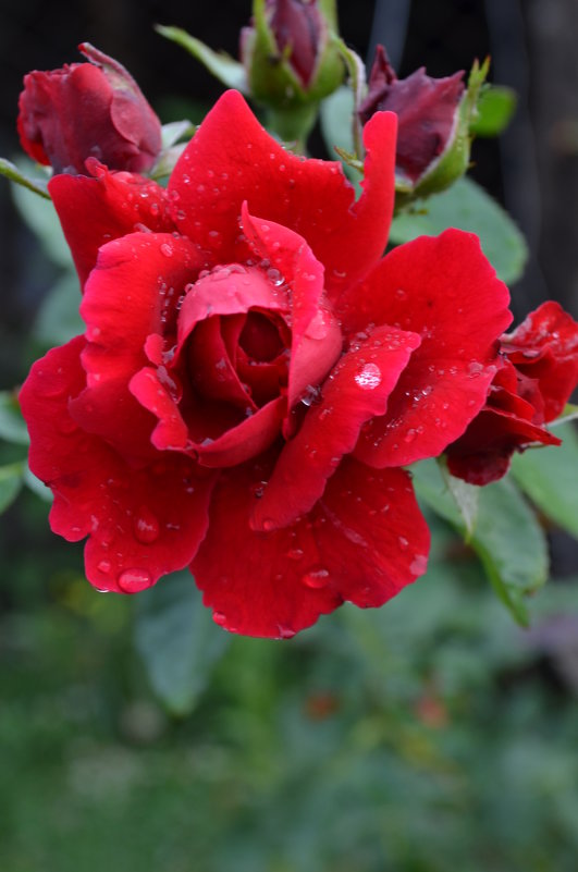 Роза после дождя - Екатерина 