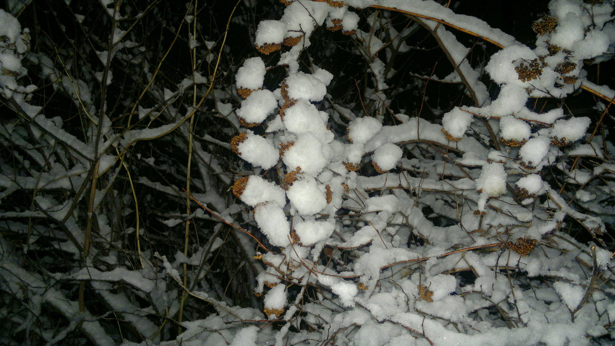 ночью выпал снег - Александр Прокудин