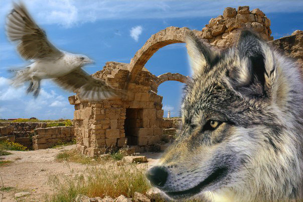 Чайка и волк - Сергей 