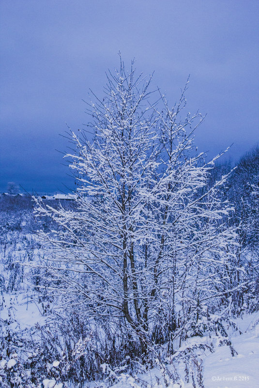 Берёза в снегу.2015 - Артём Бояринцев