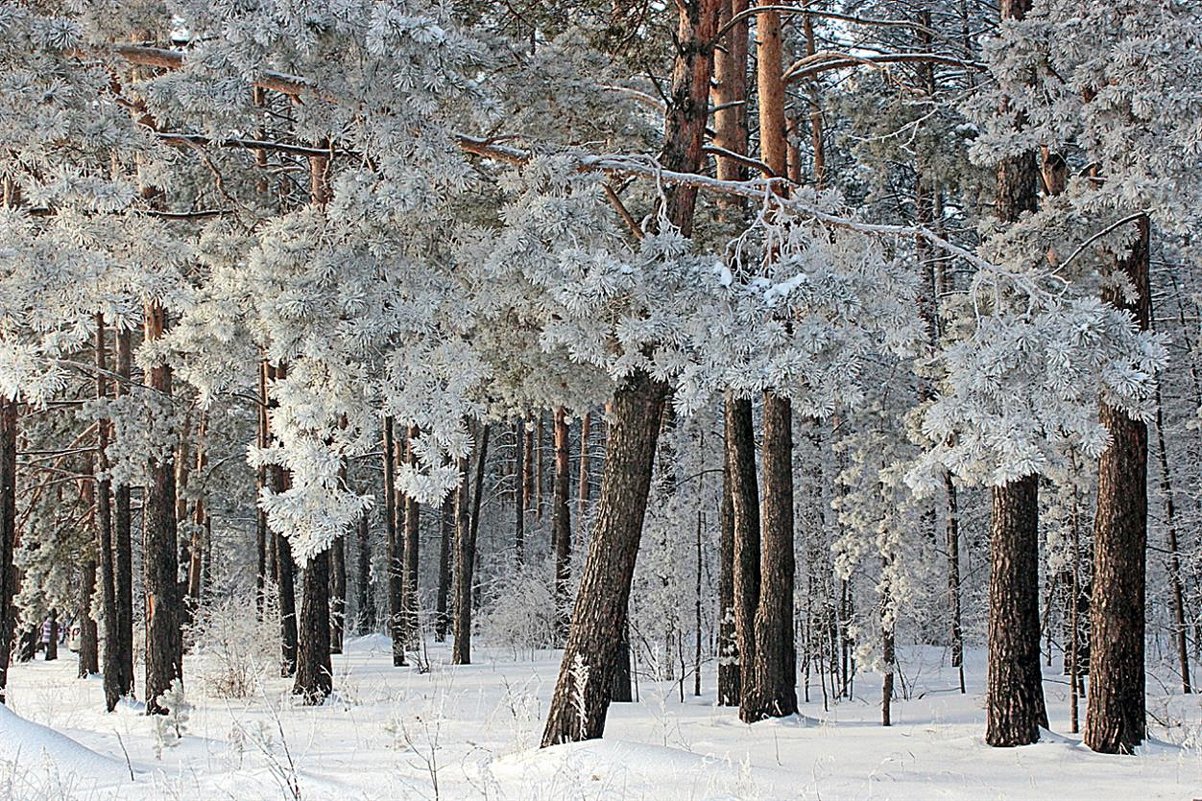 Зимний лес - И.В.К. ))