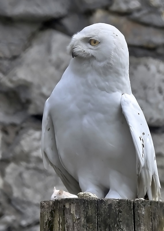 Белая сова - Alexandr Zykov 