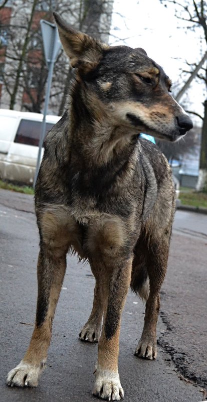 «Застенчивый пёс» - Aleks Nikon.ua