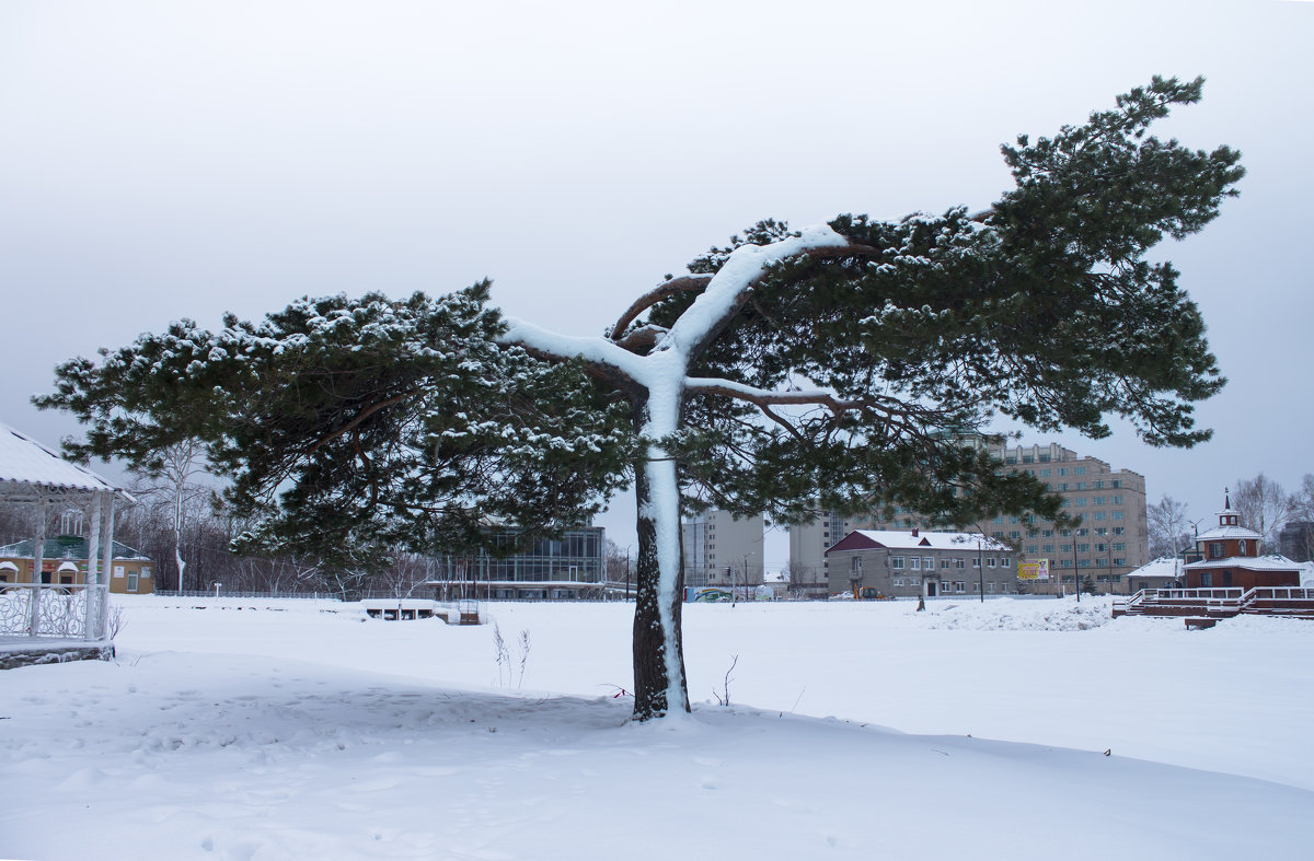 Старое дерево в парке - Наталья Литвинчук