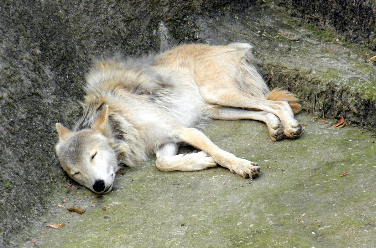 Спящий белый волк. - Елена 