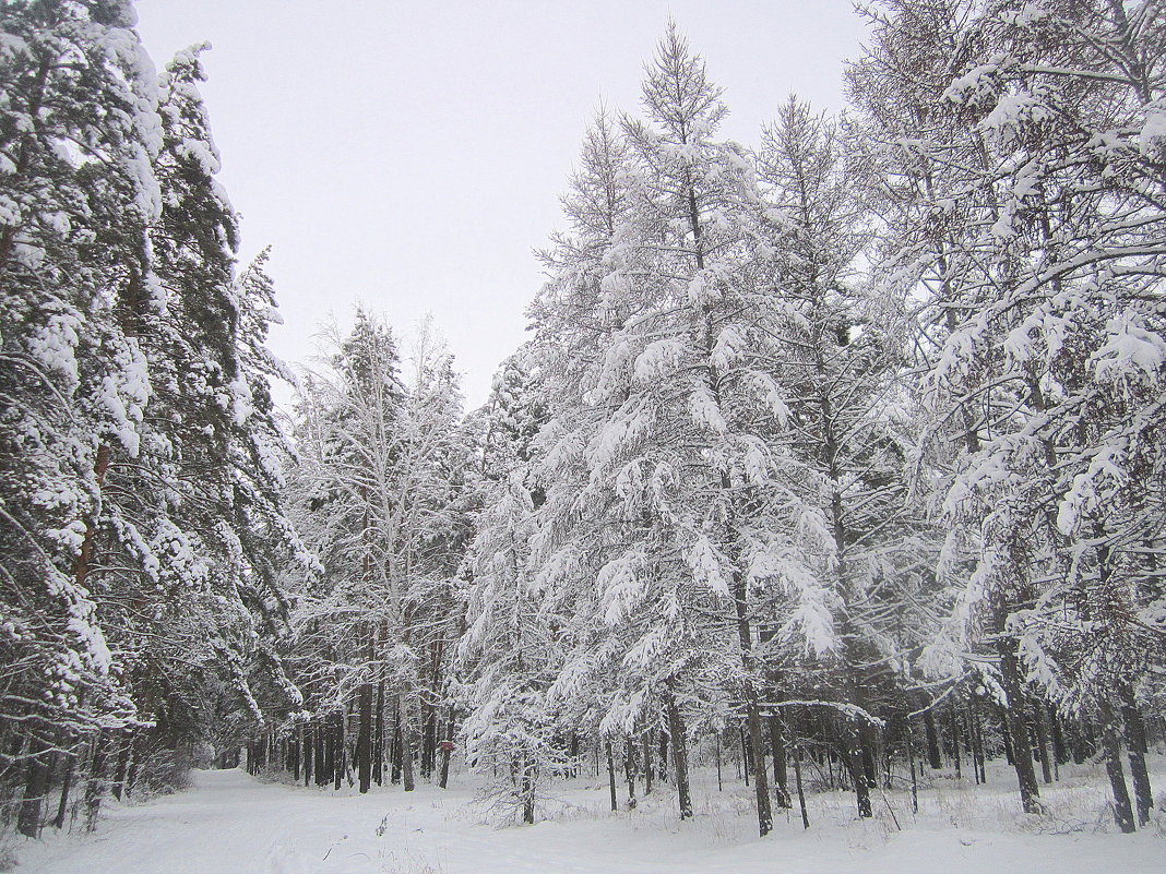 Снежные наряды леса . - Мила Бовкун