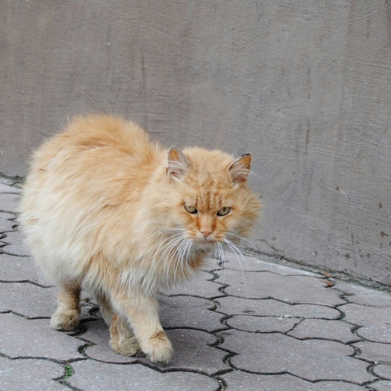 Суровый кот - юлия.. Таксебефотограф))