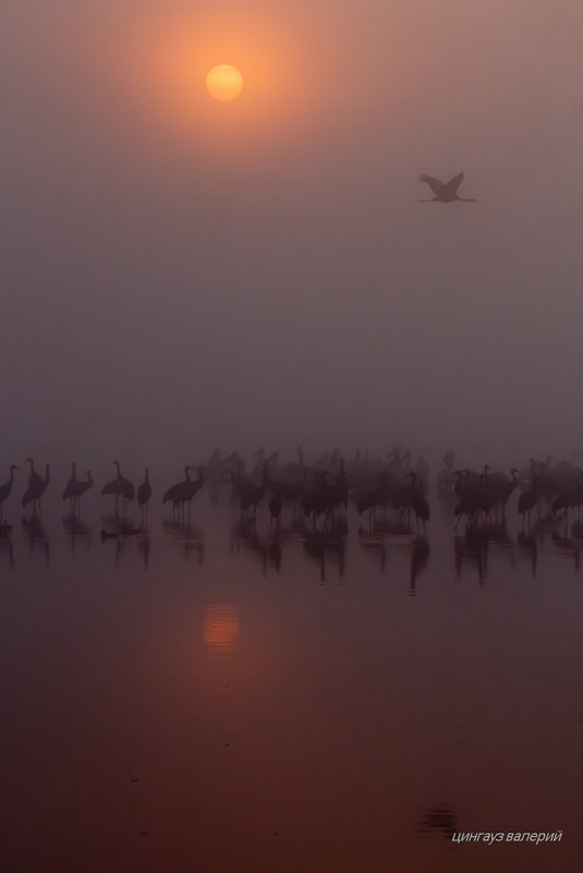 утро на озере Хула - Валерий Цингауз