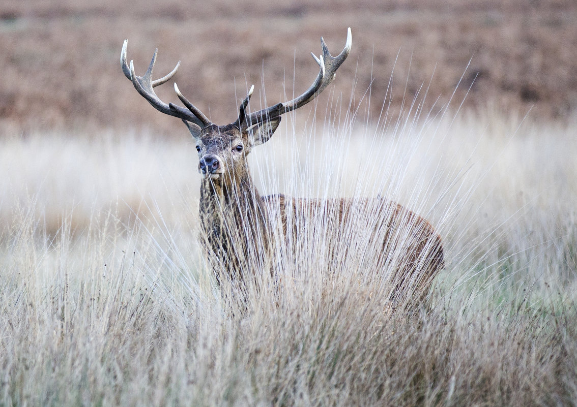 Deer - Vitaliy Turovskyy