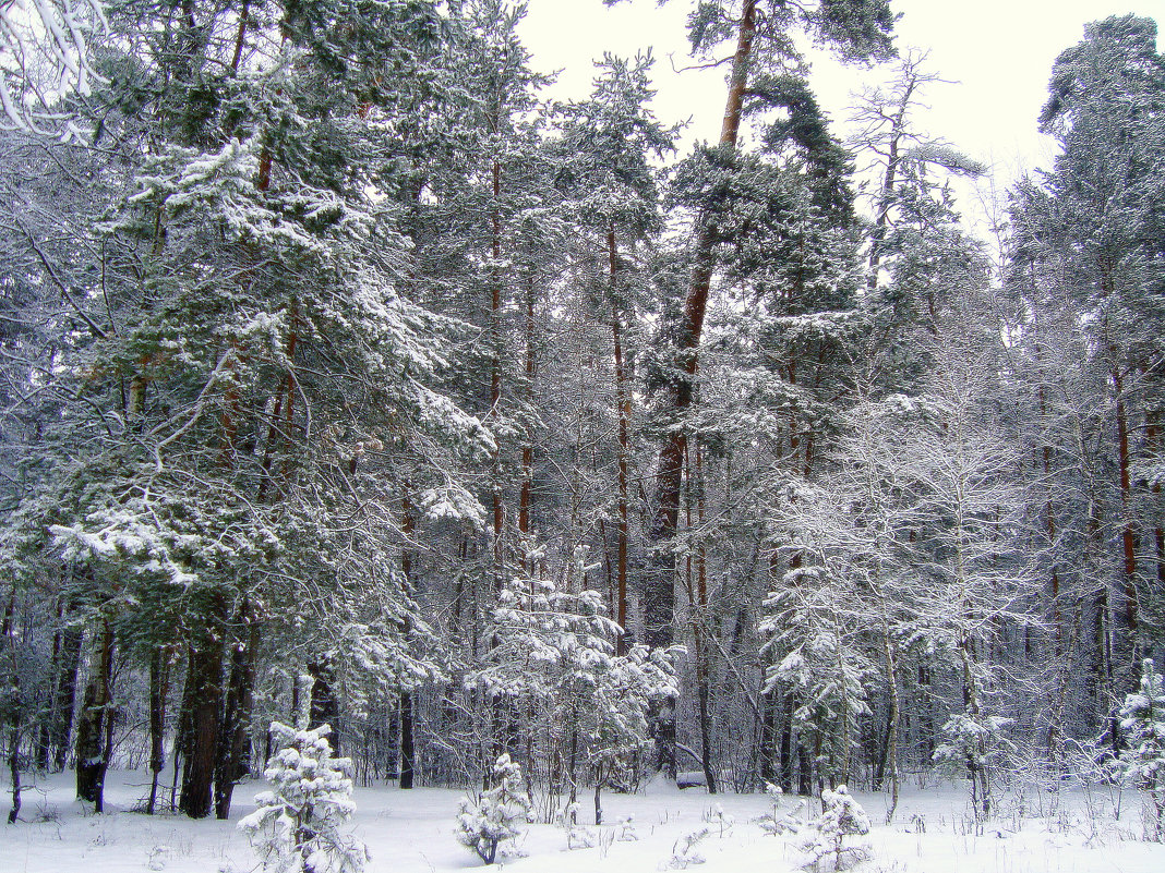 \\\\ - Галина Флора