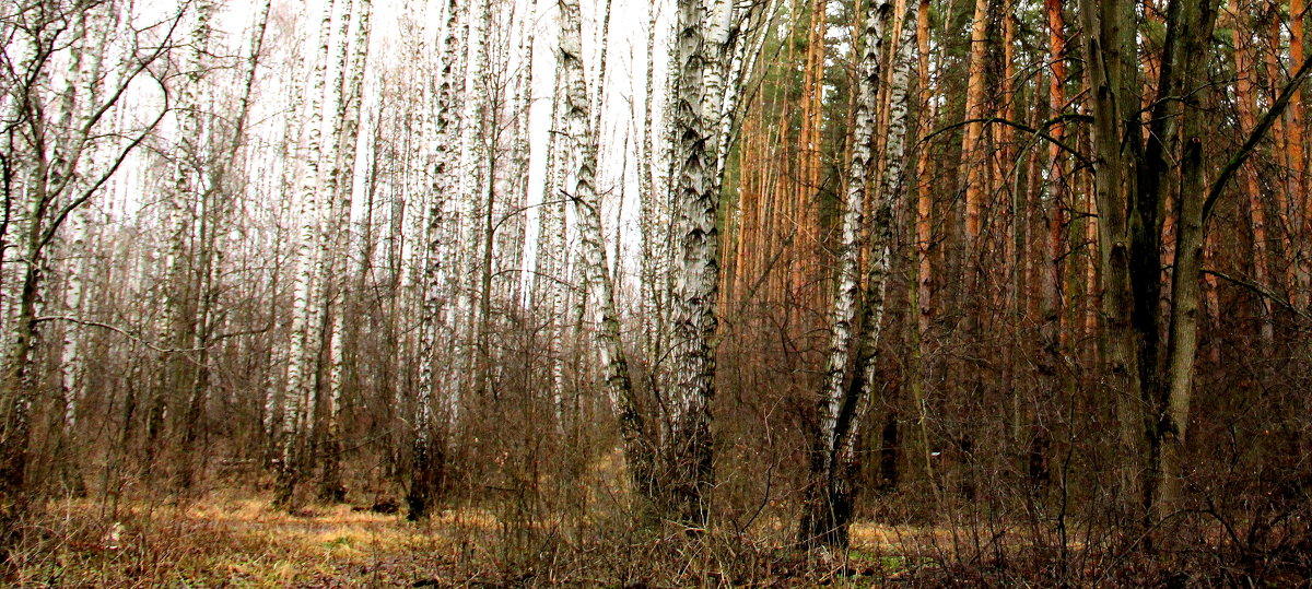 Два леса. - Борис Митрохин