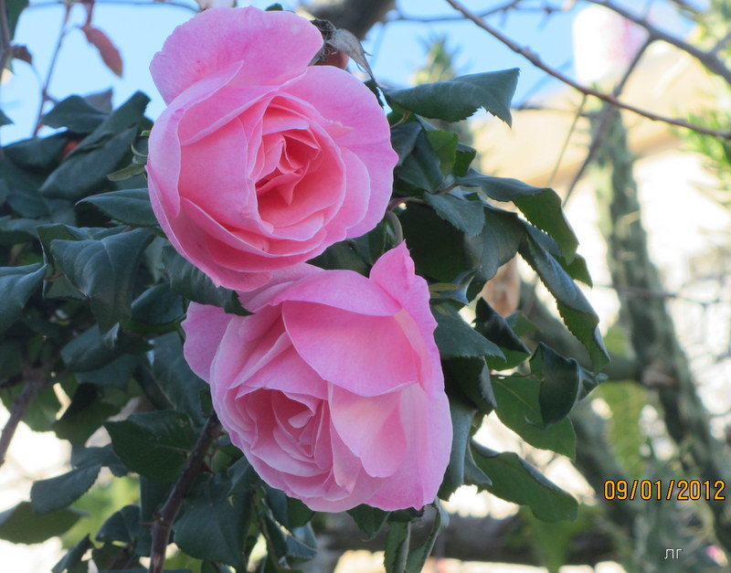 розовые розы - Герович Лилия 