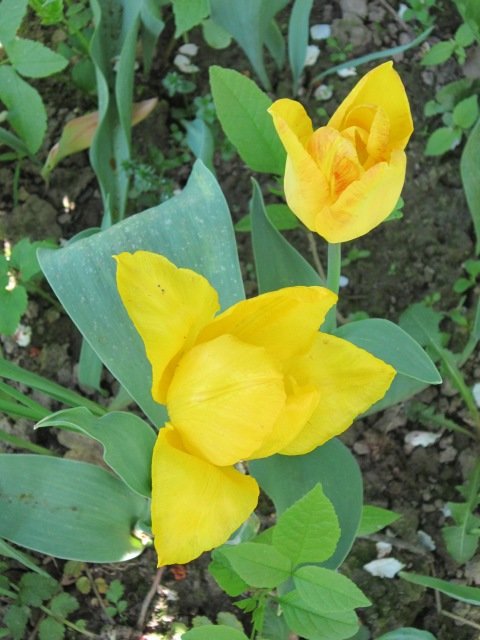 Желтые тюльпаны - Дмитрий Никитин