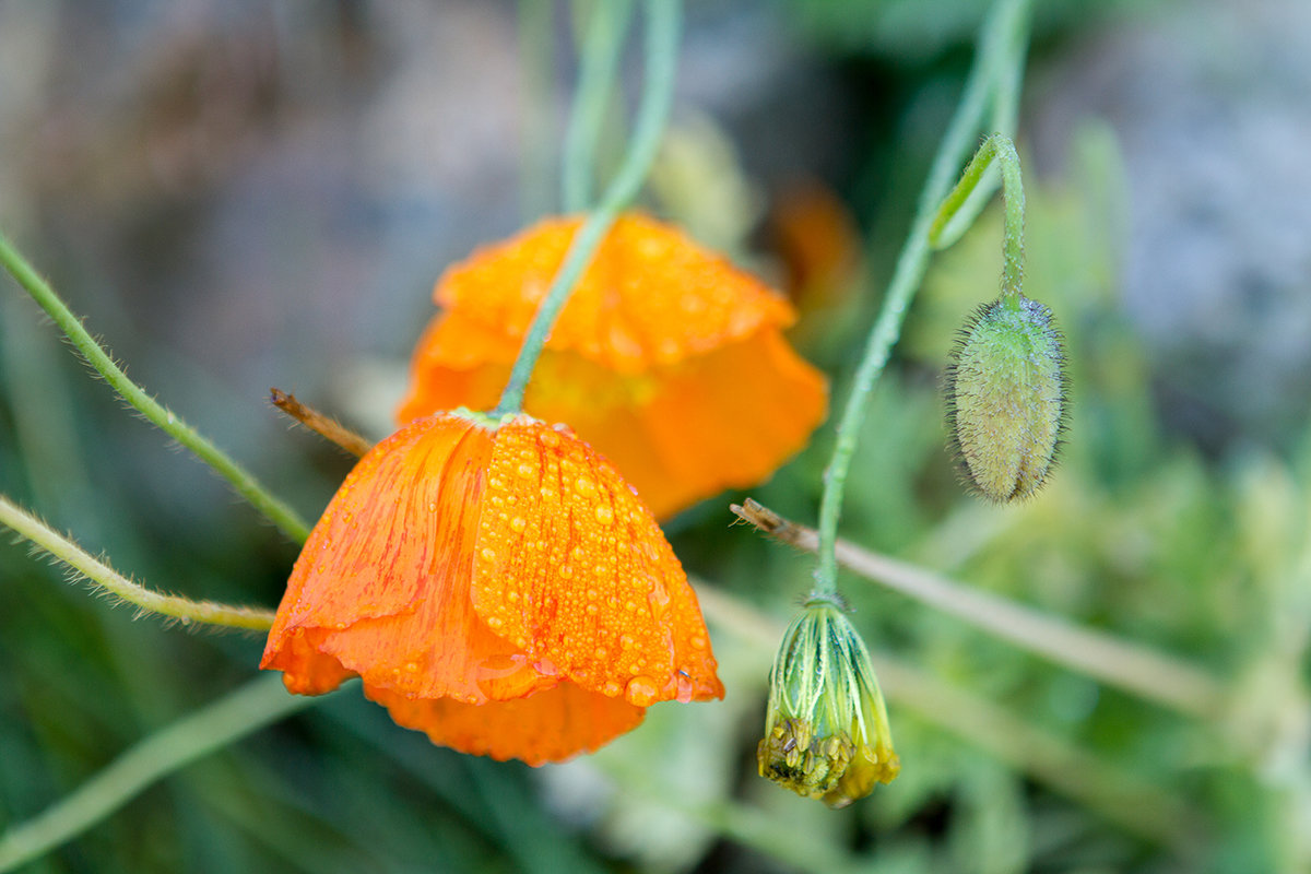 Северные полевые цветы после дождя - Ирина Алешина