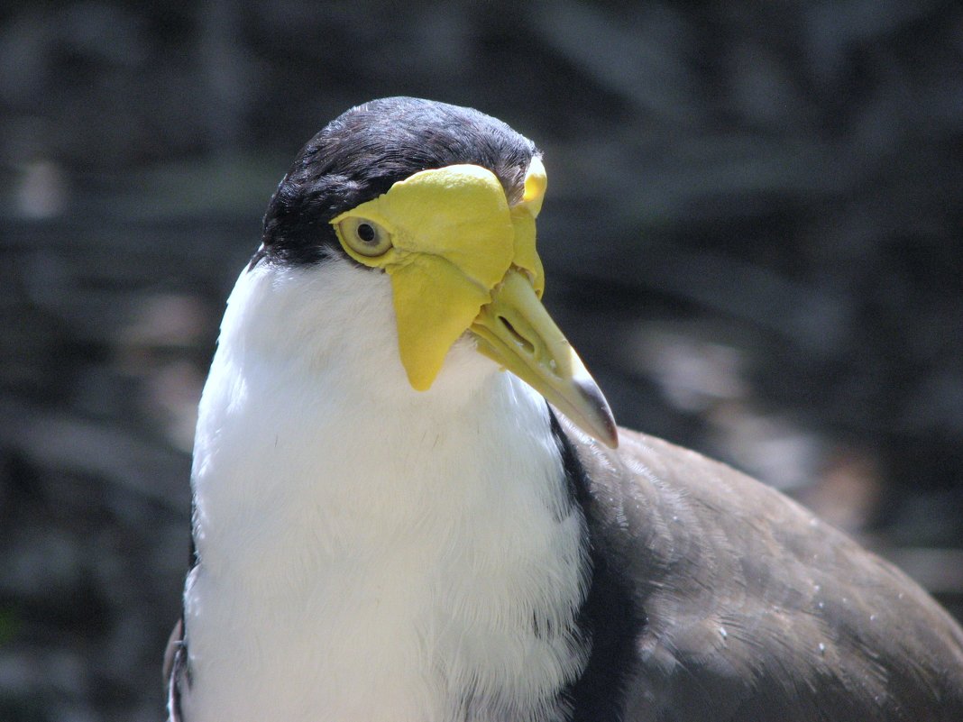 Солдатский (масковый) чибис — Masked Lapwing, Vanellus miles - Антонина 