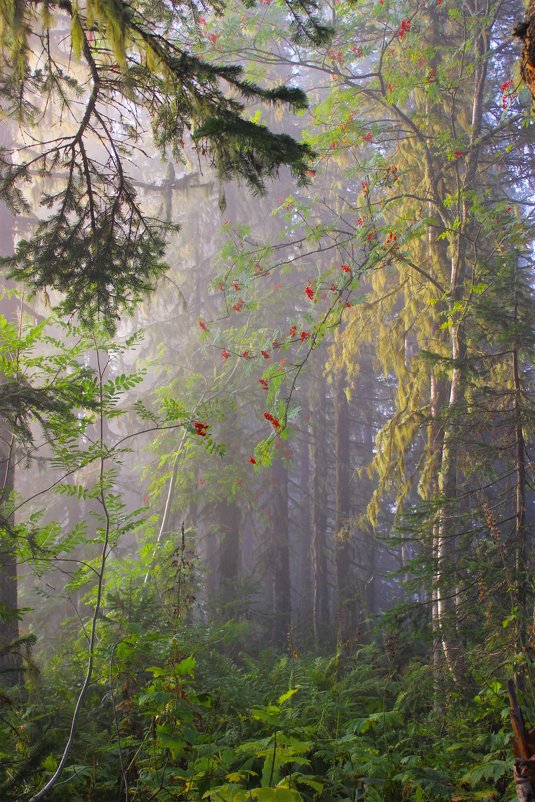 Рассвет в лесу - Сергей Чиняев 