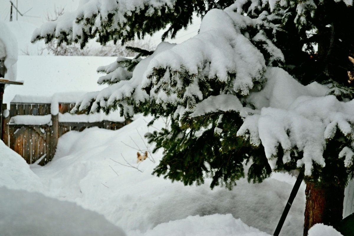 снегом завалило все дома - Tatiana Lesnykh Лесных