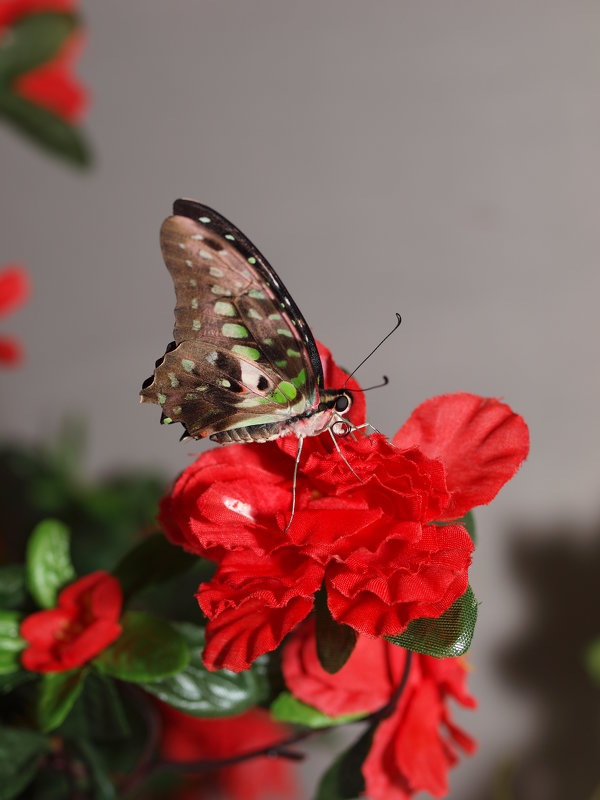 бабочка на цветке - Олег Савицкий