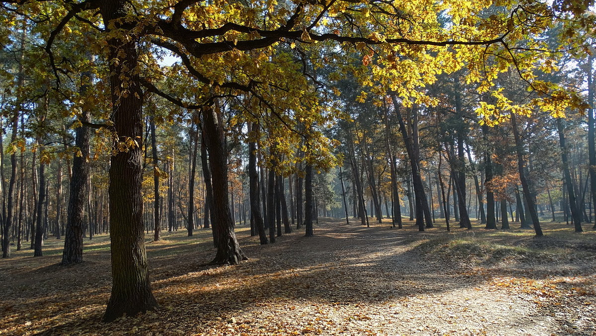 Осень в парке "партизанской славы" - Владимир Бровко