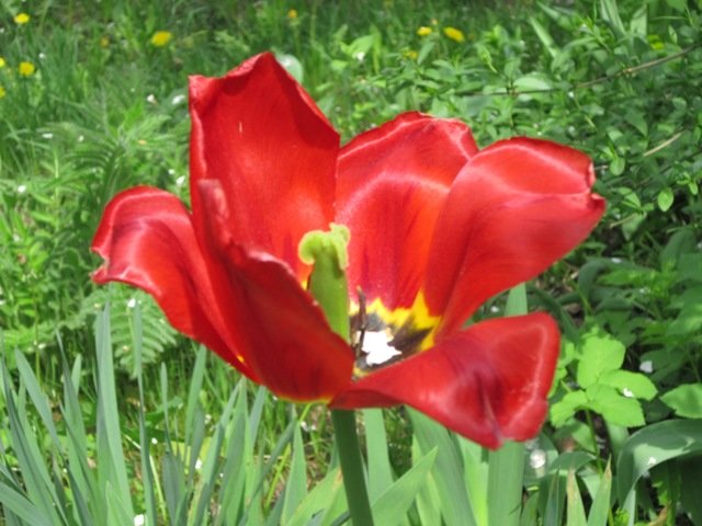 Тюльпан весной - Дмитрий Никитин
