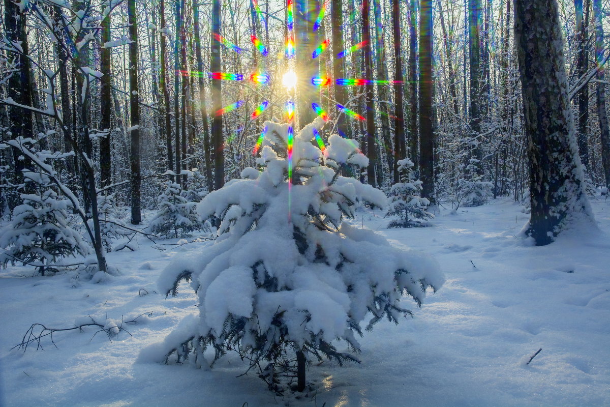 На Рождество в лесу - Василий Аникеев