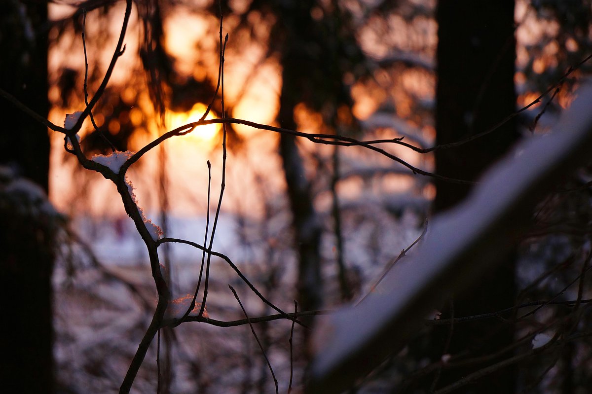 Зимний вечер в лесу - Mavr -