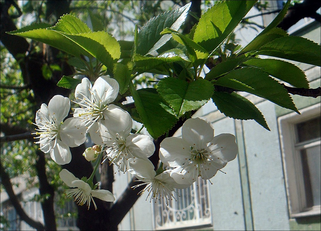 Нежная веточка вишни под моим окном - Нина Корешкова