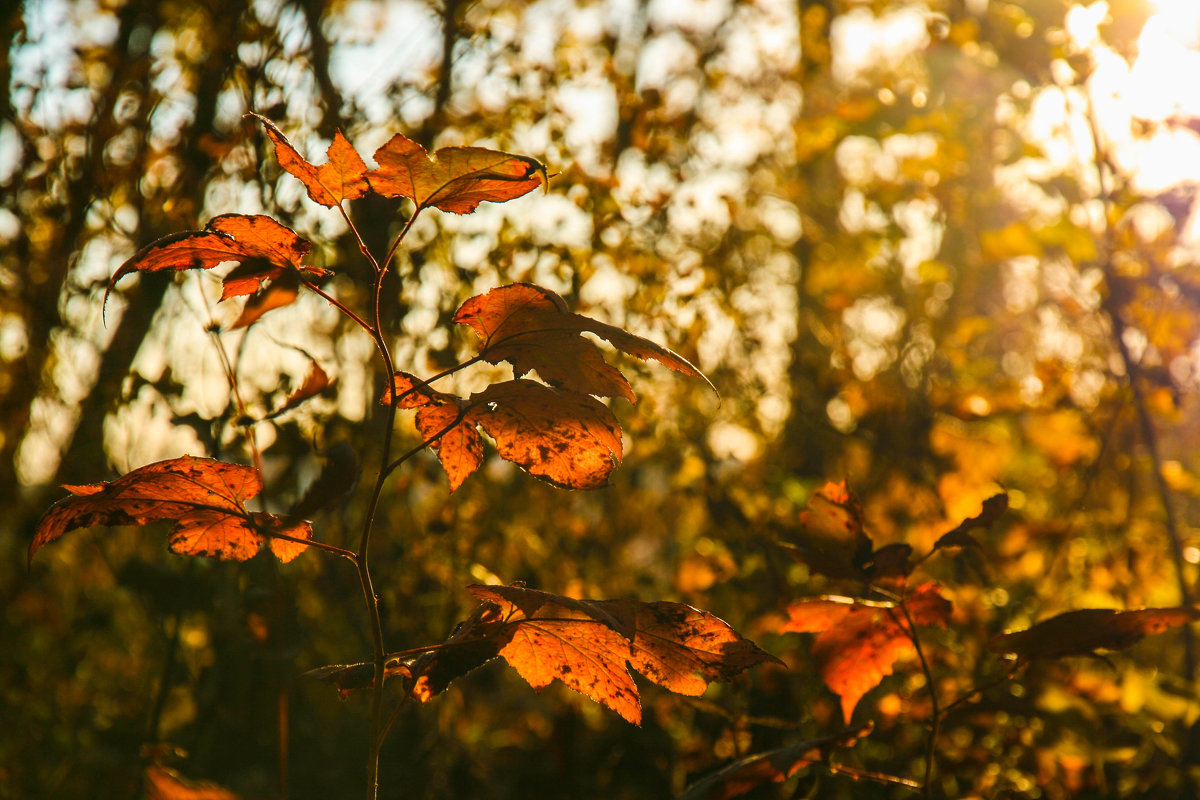 Осенний загар - Арина 