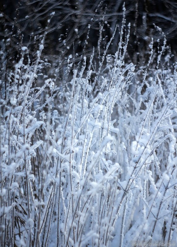 Трава Зимой Фото
