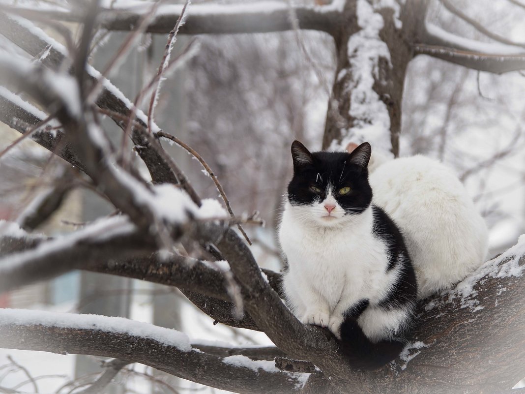 Кот радуется зиме - Natalia 