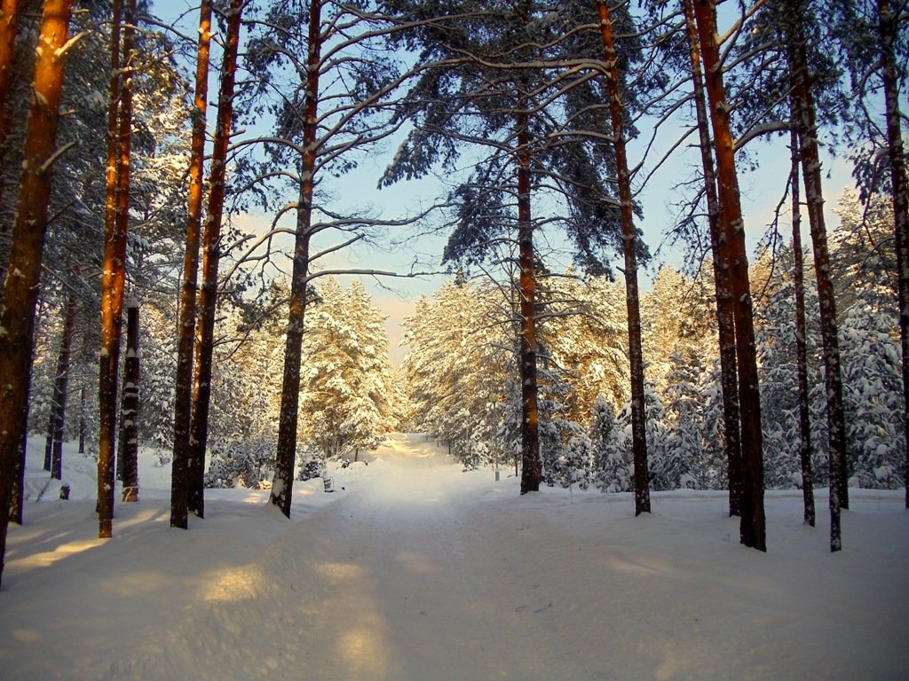 В лесу - Иван Егоров 