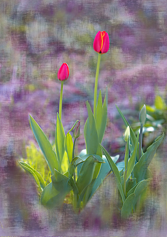 Тюльпаны(открытка) - Диана 