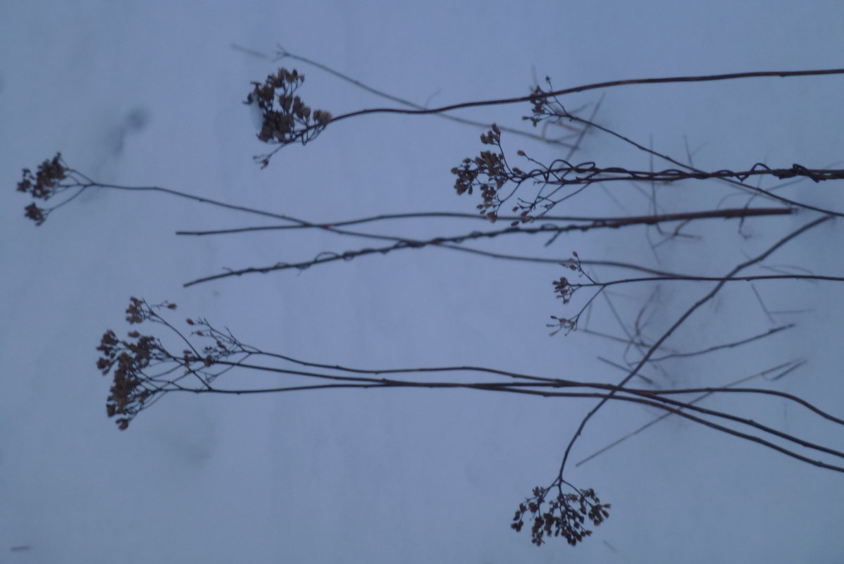 Травы на снегу - Калмакова Марина 