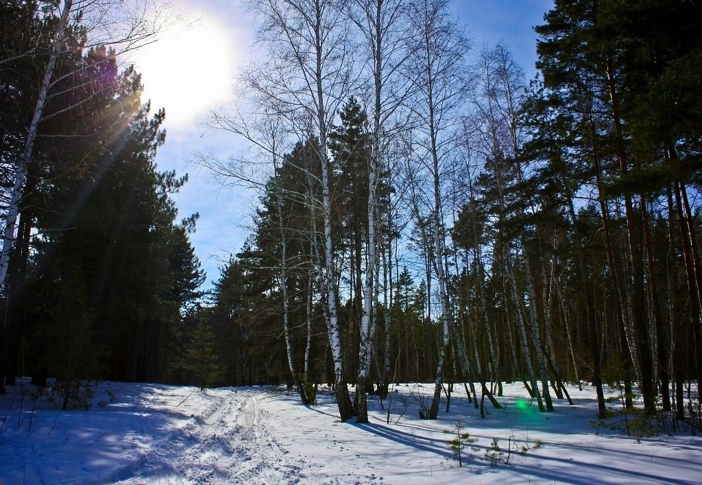 Зимний лес - Екатерина К..