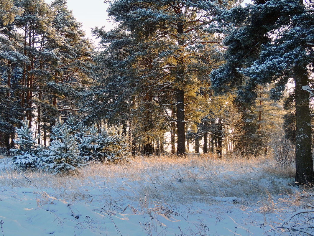 В зимнем лесу - Павлова Татьяна Павлова