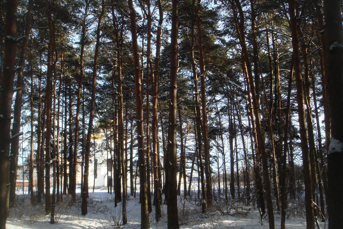 в лесной тишине... - helga 2015