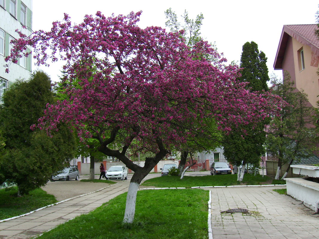 Цветущее  дерево  в  Ивано - Франковске - Андрей  Васильевич Коляскин
