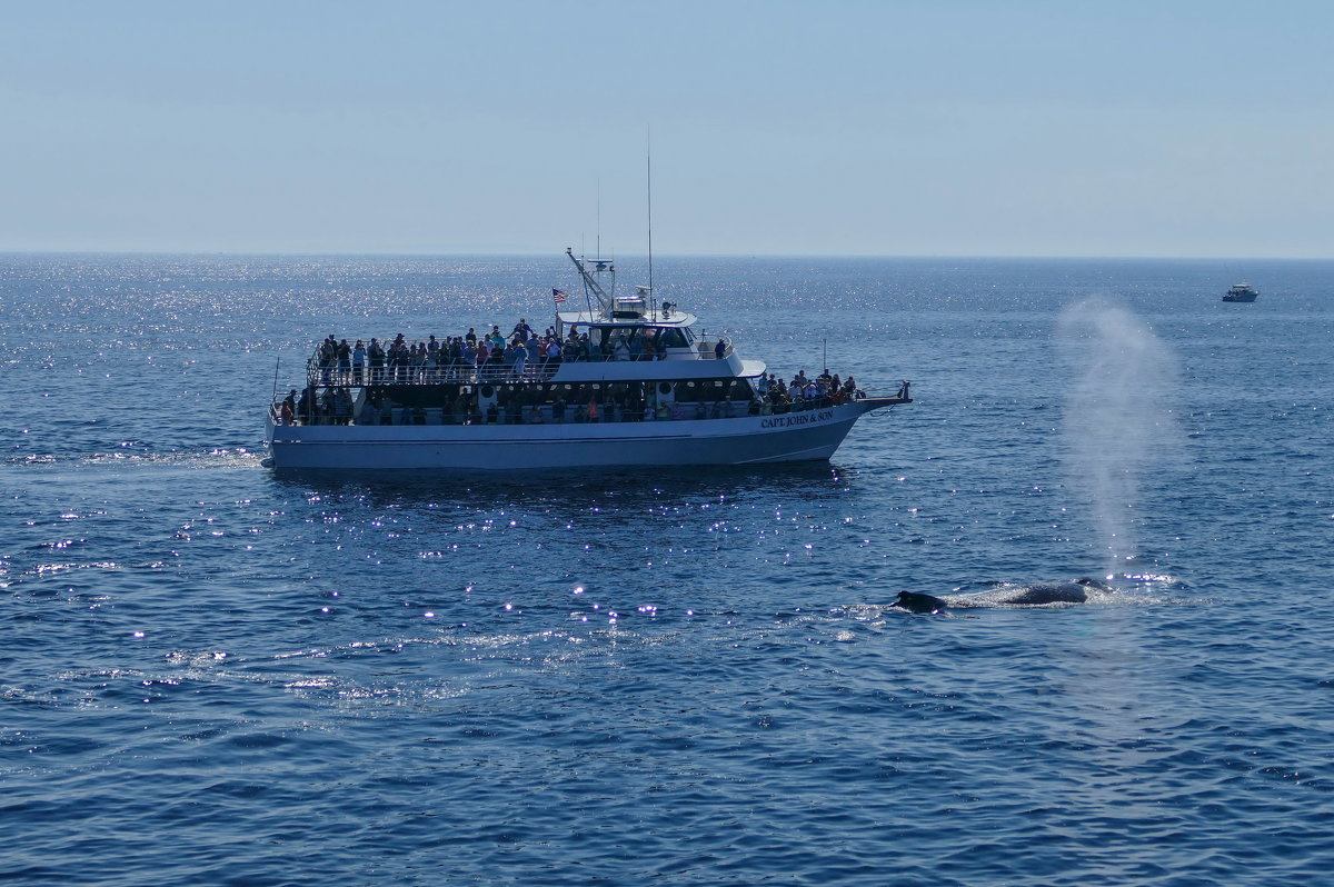 Один из 15-ти китов, которых мы видели в Атлантике.... - Юрий Поляков