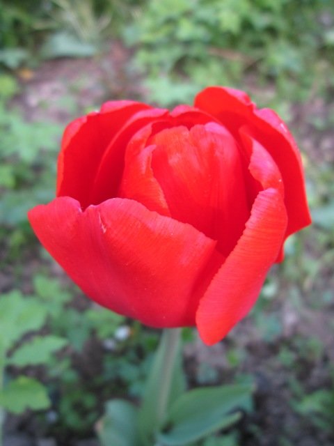 Красный цветок - Дмитрий Никитин